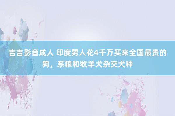 吉吉影音成人 印度男人花4千万买来全国最贵的狗，系狼和牧羊犬杂交犬种