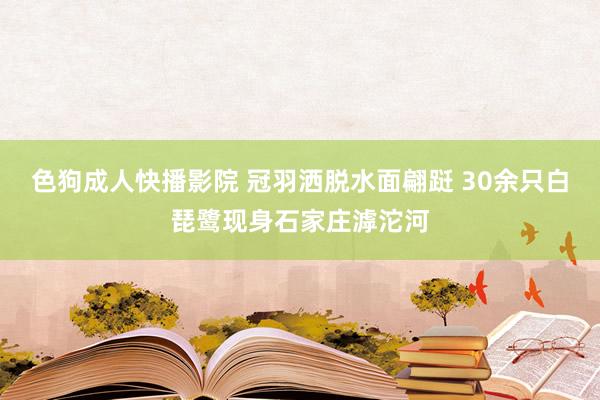 色狗成人快播影院 冠羽洒脱水面翩跹 30余只白琵鹭现身石家庄滹沱河